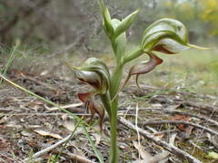 Pterostylis lepida