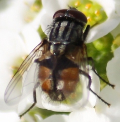 Musca autumnalis