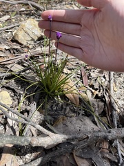 Sowerbaea juncea