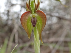 Pterostylis lepida