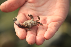 Lophopanopeus bellus