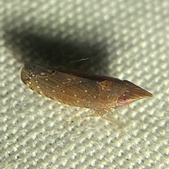 Scaphytopius rubellus