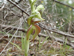 Pterostylis lepida