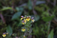 Euphrasia minima