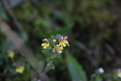 Euphrasia minima
