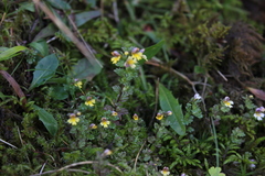 Euphrasia minima