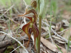 Pterostylis excelsa