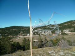 Stipa pennata
