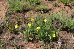 Hypoxis kraussiana