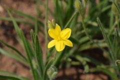 Hypoxis kraussiana