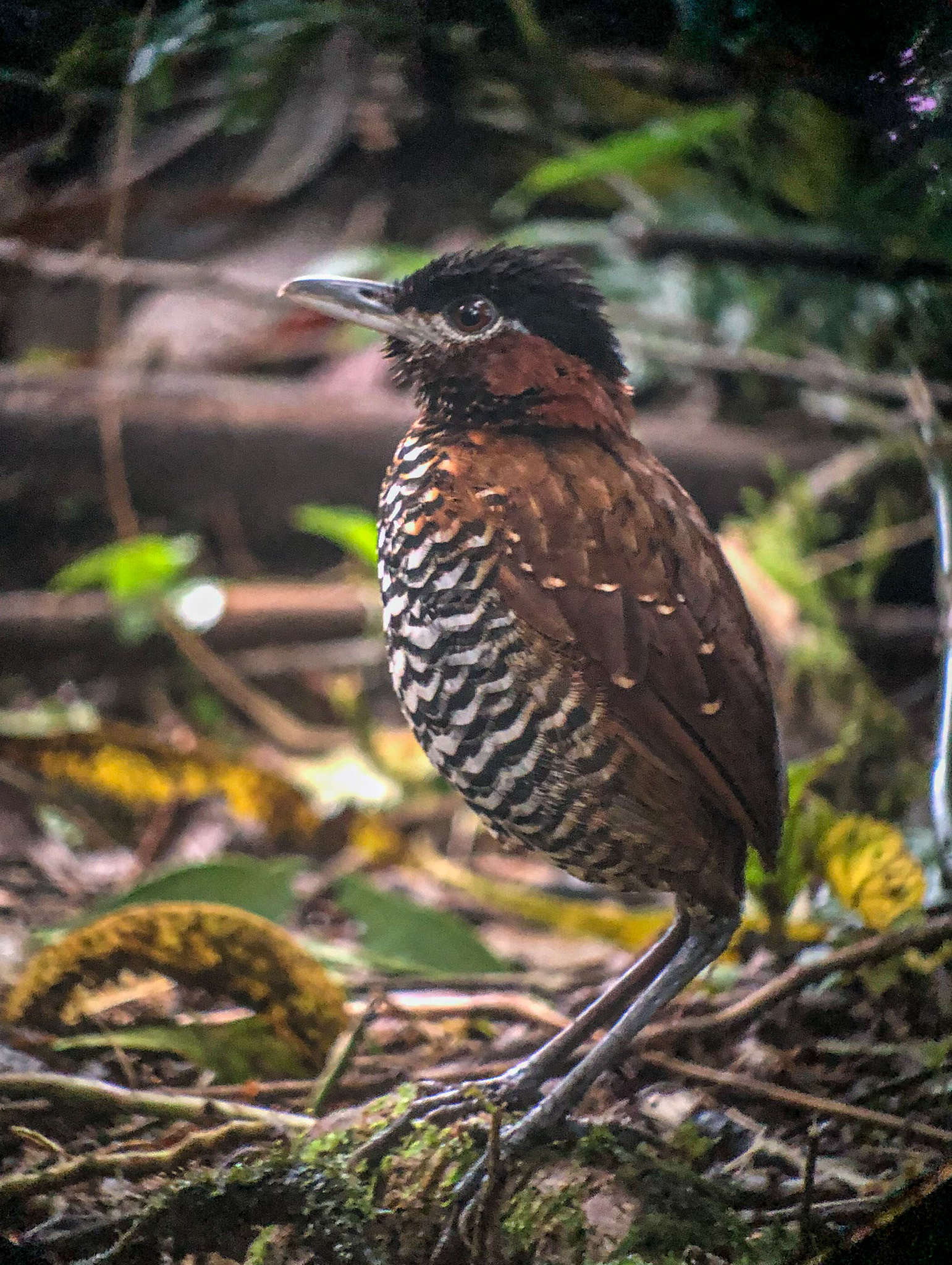 Black-crowned Antpitta (Pittasoma michleri), photo 5