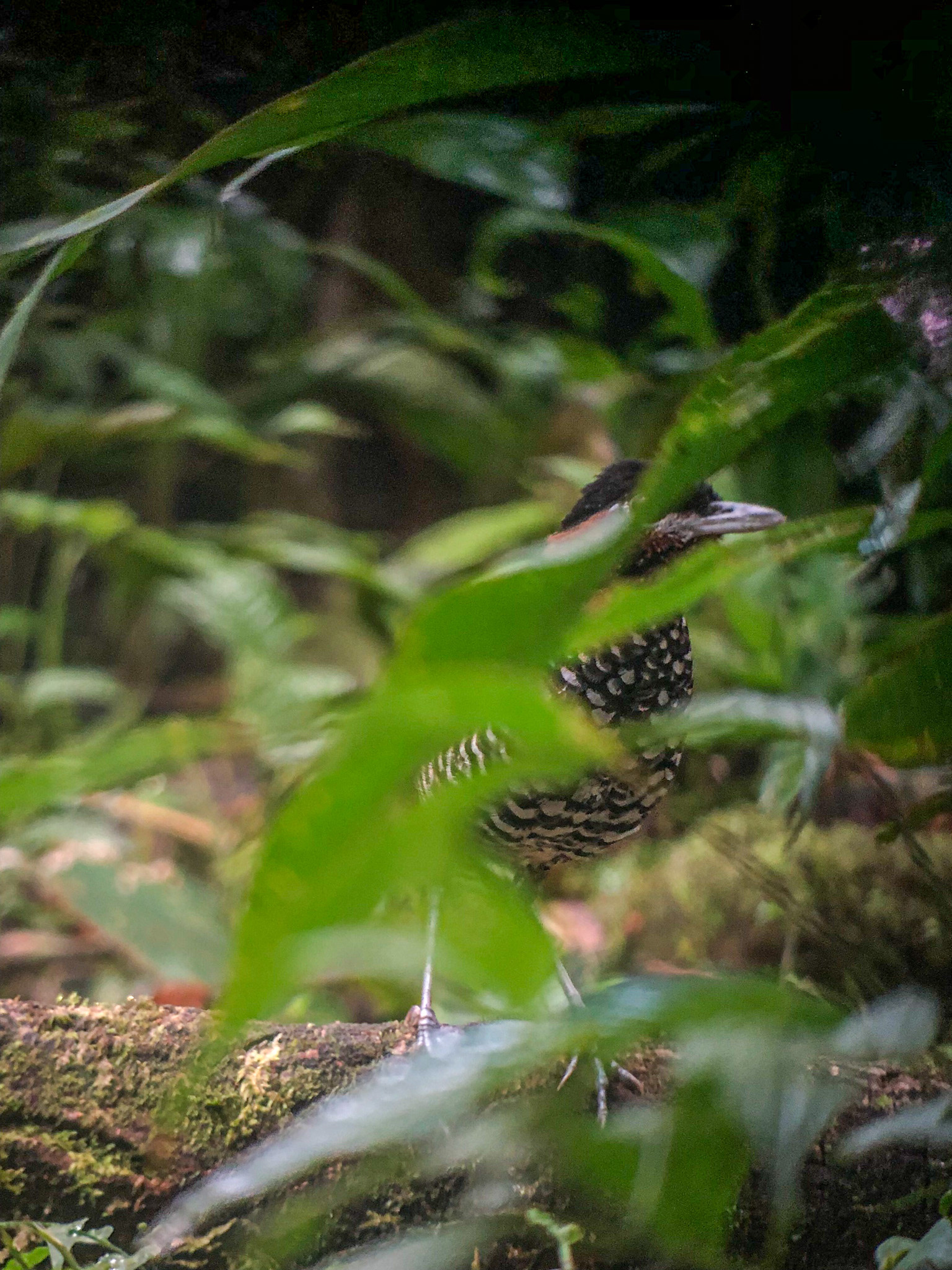 Black-crowned Antpitta (Pittasoma michleri), photo 8