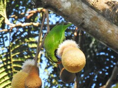 Chloropsis aurifrons