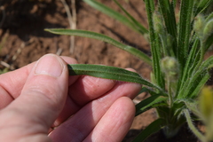 Hypoxis kraussiana