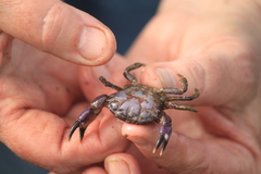 Lophopanopeus bellus