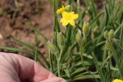 Hypoxis kraussiana