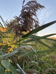 Phragmites