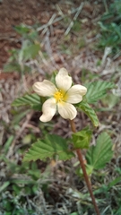 Malvastrum coromandelianum