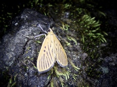 Tyspanodes striatus