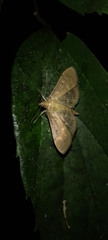 Herpetogramma bipunctalis