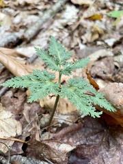 Sceptridium dissectum dissectum