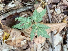 Sceptridium dissectum dissectum