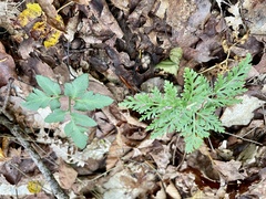 Sceptridium dissectum dissectum