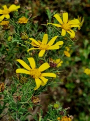 Osteospermum spinosum
