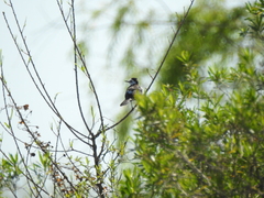 Fluvicola albiventer