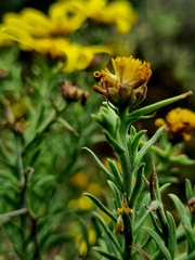 Osteospermum spinosum