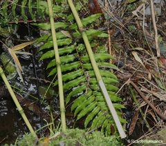 Blechnum chilense