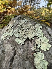 Flavoparmelia baltimorensis