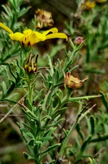 Osteospermum spinosum
