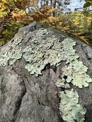 Flavoparmelia baltimorensis