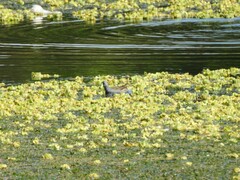 Porphyriops melanops