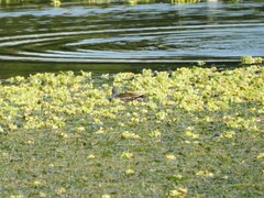 Porphyriops melanops