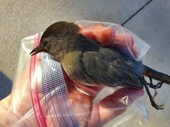 Dumetella carolinensis