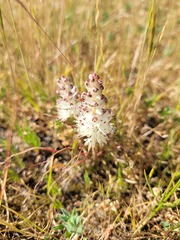 Lachenalia contaminata
