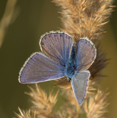 Polyommatus icarus