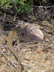 Aspidoscelis neotesselatus