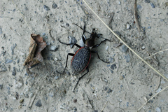 Carabus nankotaizanus