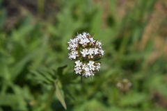Valeriana capensis