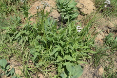 Valeriana capensis
