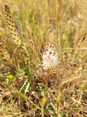 Lachenalia contaminata