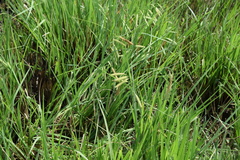 Carex cognata