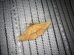 Striglina cancellata