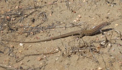 Aspidoscelis neotesselatus