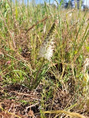 Lachenalia contaminata