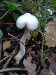 Hygrophorus eburneus