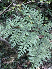 Cheilanthes bergiana